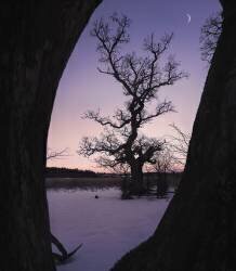 Oaktree during blue hour (Christian Lindsten) - Muzeo.com