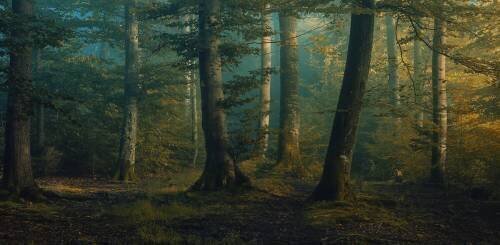 October colors (Norbert Maier) - Muzeo.com