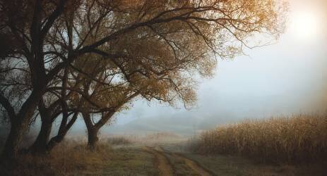 October morning (Nicu Hoandra) - Muzeo.com