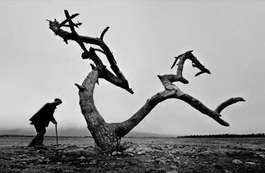 Old Man and Tree (Wei Tang) - Muzeo.com