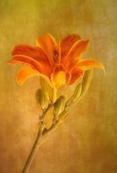 One day lily (Liliane Lathouwers) - Muzeo.com