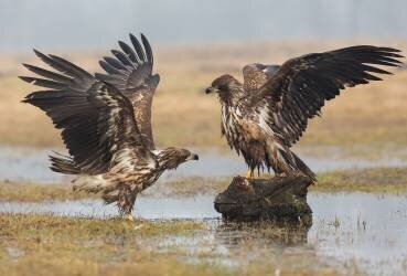 Open Wings (Fabio Ferretto ) - Muzeo.com