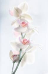 Pale beauty (Peter Pfeiffer) - Muzeo.com
