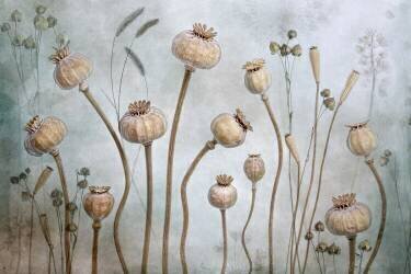 Papaver (Mandy Disher) - Muzeo.com