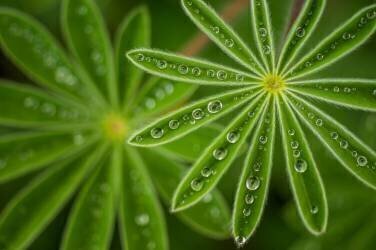Pearly Lupine (Joshua Raif) - Muzeo.com