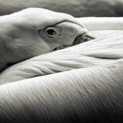 Pelican (Riccardo Berg) - Muzeo.com