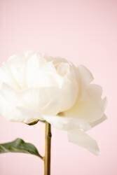 Peony 12 (1x Studio III) - Muzeo.com