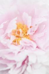 Peony 7 (1x Studio III) - Muzeo.com