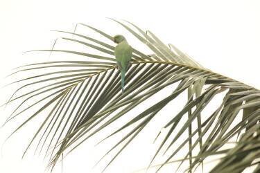 Perched (NR Govindarajan) - Muzeo.com