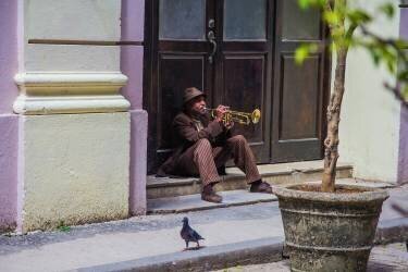 Playing for pigeons (Colin Hatherill) - Muzeo.com