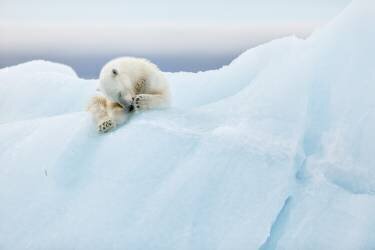 Polar Bear Grooming (Joan Gil Raga) - Muzeo.com