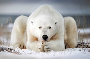 Polar bear pretending to pray, Churchill Bay, Canada (Alberto Ghizzi Panizza) - Muzeo.com