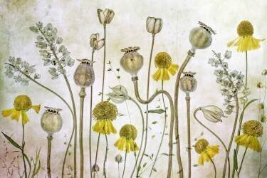 Poppies and Helenium (Mandy Disher) - Muzeo.com