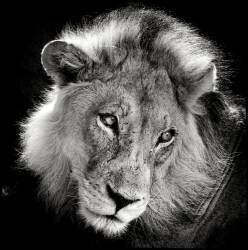 Portrait of a Lion in the Kalahari Desert Namibia (Philippe-Alexandre Chevallier) - Muzeo.com