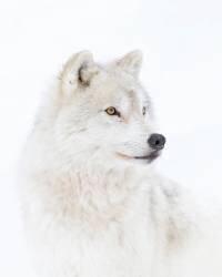 Portrait of an Arctic Wolf (Jim Cumming) - Muzeo.com