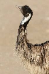Portrait of an Emeu, Réserve Africaine de Sigeans (Pierre Huguet-Dubief) - Muzeo.com