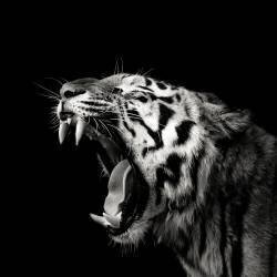 Primal Yawn #4 (Christian Meermann) - Muzeo.com