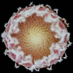 Protea (Victor Mozqueda) - Muzeo.com