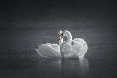 Public Display of Affection (Mei Hu) - Muzeo.com