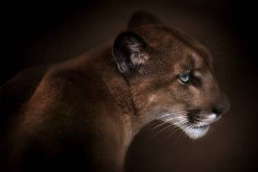 Puma (Doris Reindl) - Muzeo.com