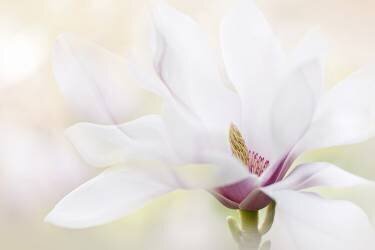 Purity (Jacky Parker) - Muzeo.com