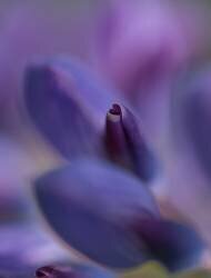 Purple Heart (Bee Thalin) - Muzeo.com