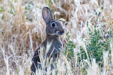 Rabbit sitting in the grass and eating (Ramial Fahham) - Muzeo.com