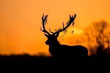 Red Deer Stag Silhouette (Stuart Harling) - Muzeo.com