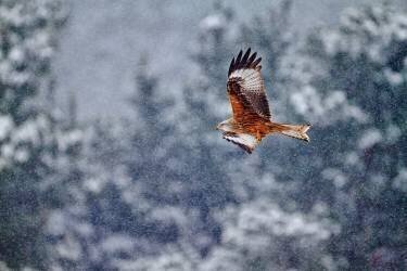 Red kite in the snow storm (Joseba Zabala) - Muzeo.com