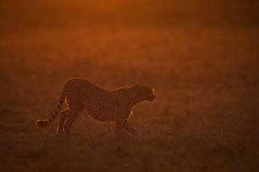 Red light (Marco Pozzi) - Muzeo.com