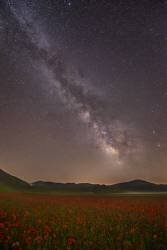 Red Meadows (Roberto Marchegiani) - Muzeo.com