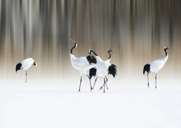 Red-crested white cranes (Ikuo Iga) - Muzeo.com
