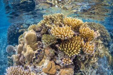 Reef of Mayotte (Gabriel Barathieu) - Muzeo.com