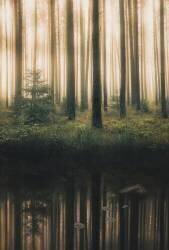Reflection in the foggy forest (Christian Lindsten) - Muzeo.com