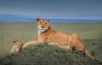 Rest with Cub (Jie Fischer) - Muzeo.com
