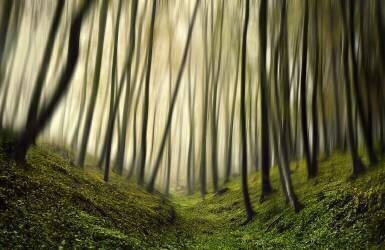 Run forest, run (Samanta Krivec) - Muzeo.com