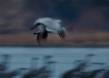 Sandhill Crane in Motion (Hanping Xiao) - Muzeo.com