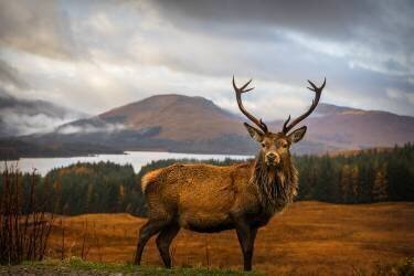 Scottish Stag (Adrian Popan) - Muzeo.com