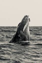 Secret of Whale (Serge Melesan) - Muzeo.com