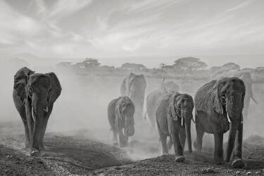 Sequence of emotion (Mathilde Guillemot) - Muzeo.com