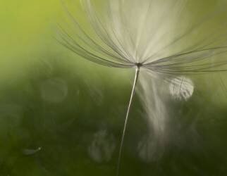 Shadows in the green (Heidi Westum) - Muzeo.com