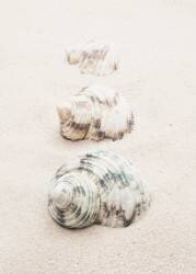 Shells (1x Studio III) - Muzeo.com