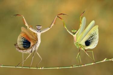 Show Time (Hasan Baglar ) - Muzeo.com