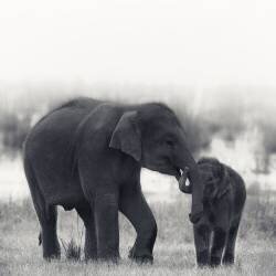 Siblings (Swapnil) - Muzeo.com