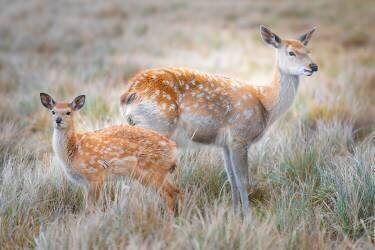 Sika deer (Simoon) - Muzeo.com