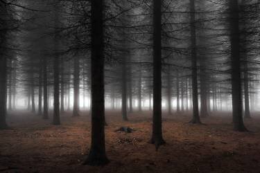 Silence (Dragisa Petrovic) - Muzeo.com