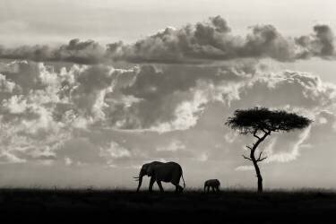 Silhouettes of Mara (Mario Moreno) - Muzeo.com