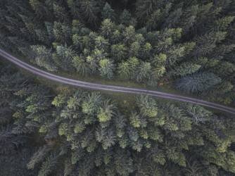 Small road through the forest (Christian Lindsten) - Muzeo.com