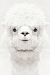 Smiling Alpaca (Monika Strigel) - Muzeo.com