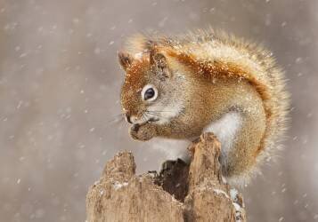 Snow Storm (Mircea Costina ) - Muzeo.com